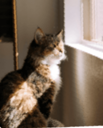 Cats lifestyle photo