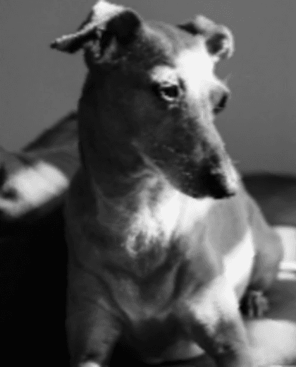 Dog resting calmly at home